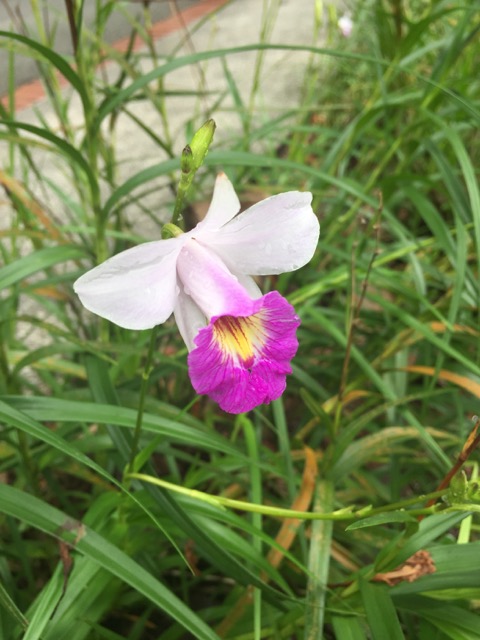orchid,orchids