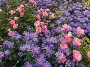 Asters, roses