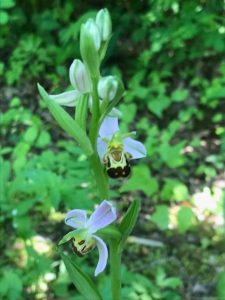 Bee orchid,orchids