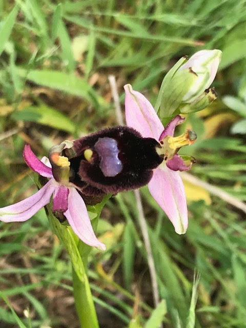 Bumblebee orchid,orchids