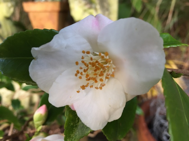 Camellia Quintessence in flower