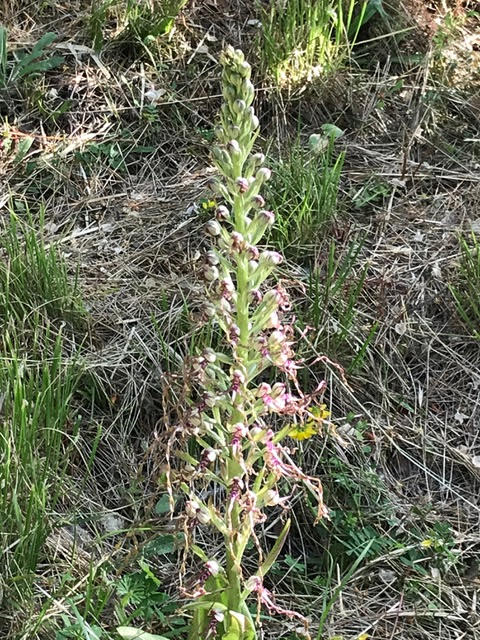 Lizard orchid,orchids