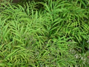 fresh green foliage of Mahonia Soft Caress