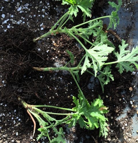 newly rooted pelargoniums from cuttings
