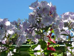 phlox plants in full flower with blue sky in the background