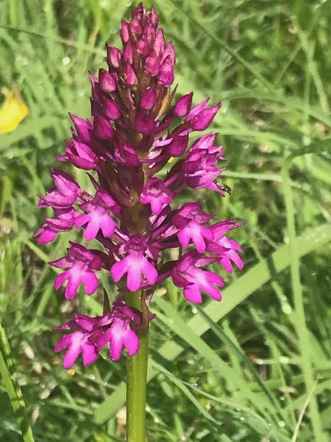 pyramidal orchid,orchids