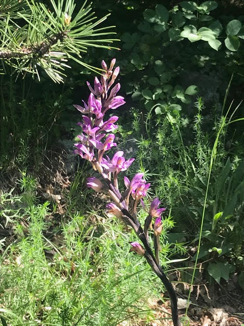 Violet birdsnest orchid,orchids