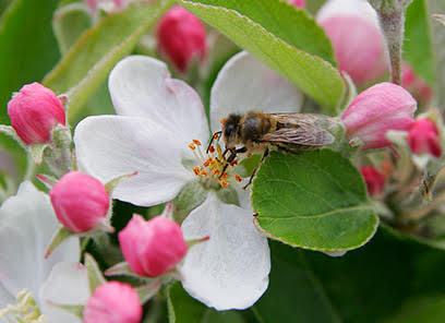 apple blossom being pollinated by bee