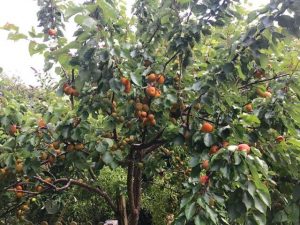 apricot tree