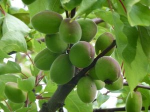 large apricots on branch
