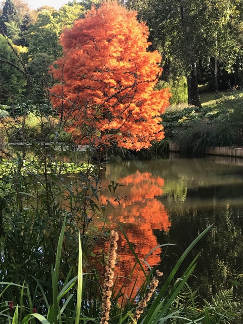 tree, autumn,colour