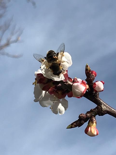 Bee, apricot flower