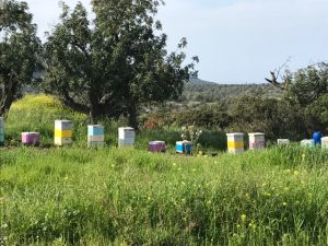 colourful bee hives