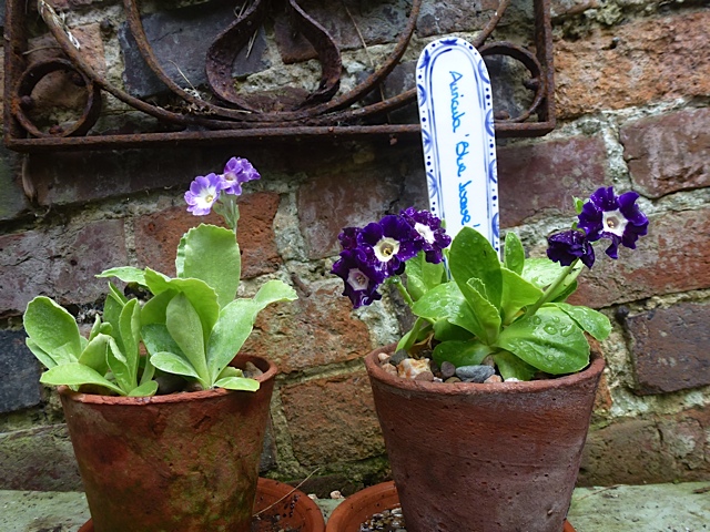 blue auricula on display in old clay pots