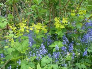 plant combinations, bluebells