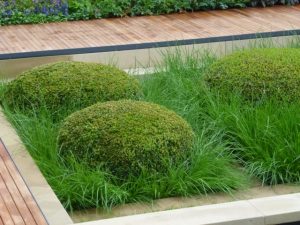 buxus shaped like pillows and surrounded by ornamental grasses