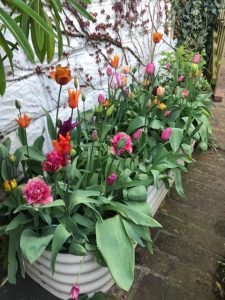 tulips,raised bed