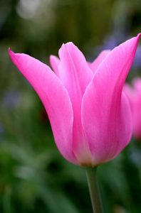 Tulip Pink Charm
