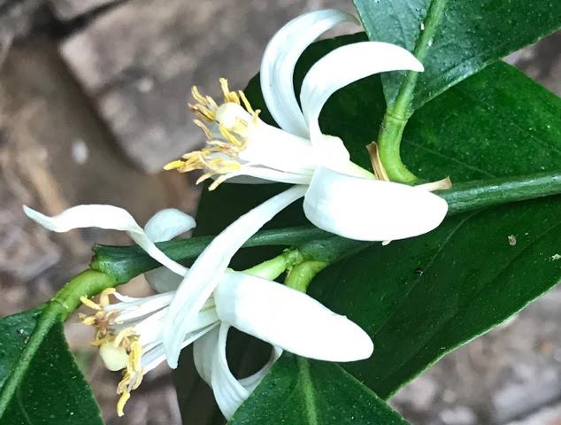 citrus tree flower