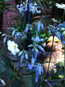 blue clematis tubulosa in full flower