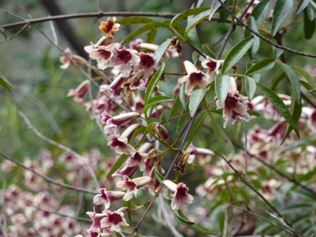 a close up of the Wonga Wonga vine