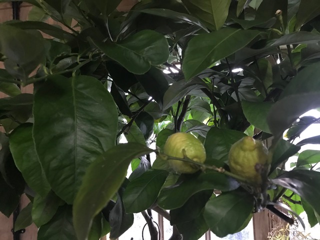 lemons tree
