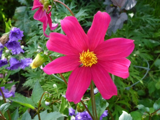 vibrant pink dahlia in flower