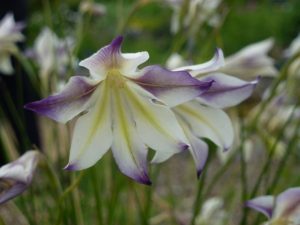 delicate gladiolus flower