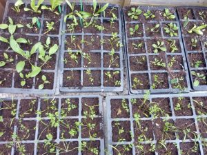 random assortment of hardy annuals sprouting from trays