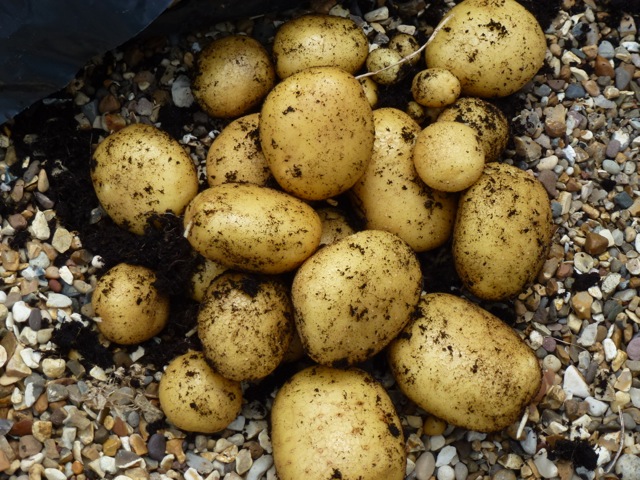 crop of potatoes being unearthed