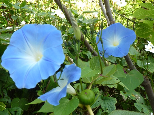 the ipomoea heavenly blue is in full flower this september