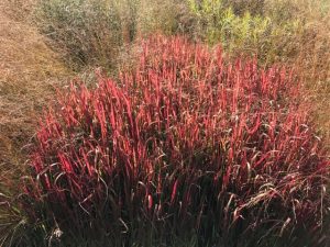 japanese blood grass