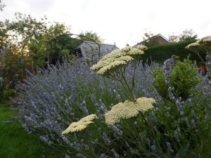 Lavender and Achillea in July