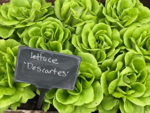 lettuce