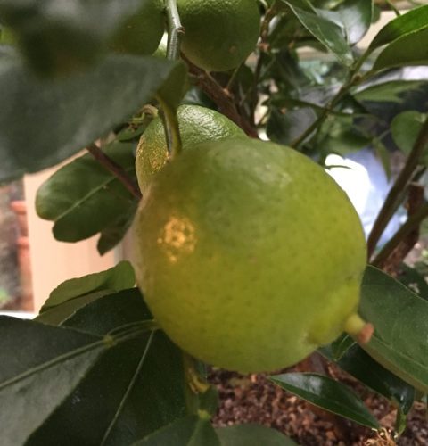 limes growing on the tree in January