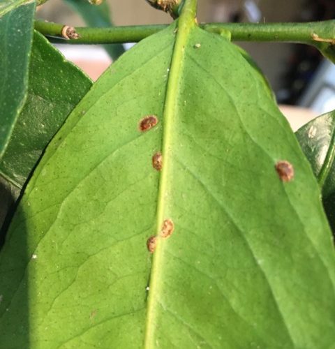 mealy bugs on citrus tree leaves