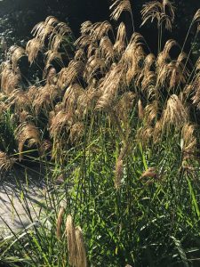 miscanthus,ornamental grasses