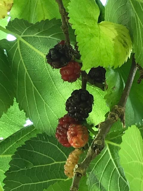 mulberries