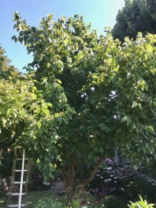 niwaki ladders,mulberry bush