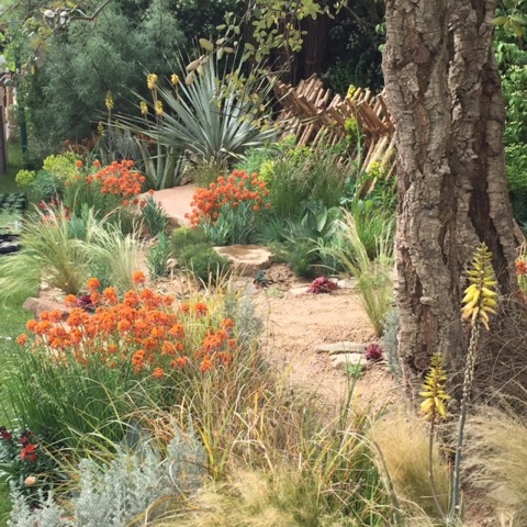 Sentebale garden at Chelsea 2015