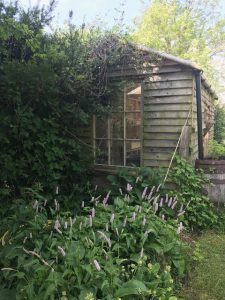 persicaria,shed,cottage garden