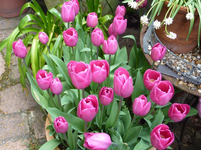 pink tulips in flower