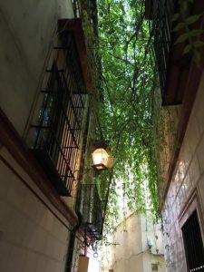 plant-hung alleyway