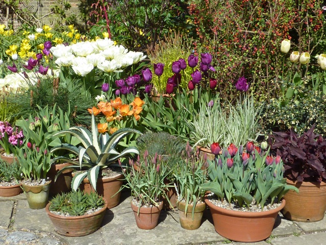 mixed pots of tulips at Dixter