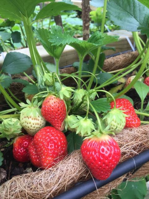 https://blog.theenduringgardener.com/wp-content/uploads/ripe-strawberries-ready-for-picking.jpg