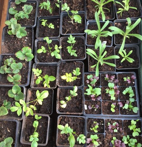 young seedlings full of life
