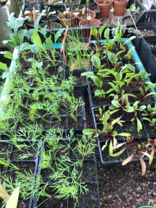 plants growing in peat free compost