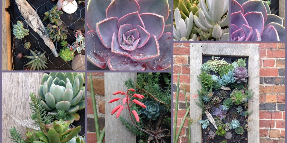 succulents in an oak framed frame mounted on an old brick wall