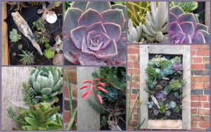succulents in an oak framed frame mounted on an old brick wall