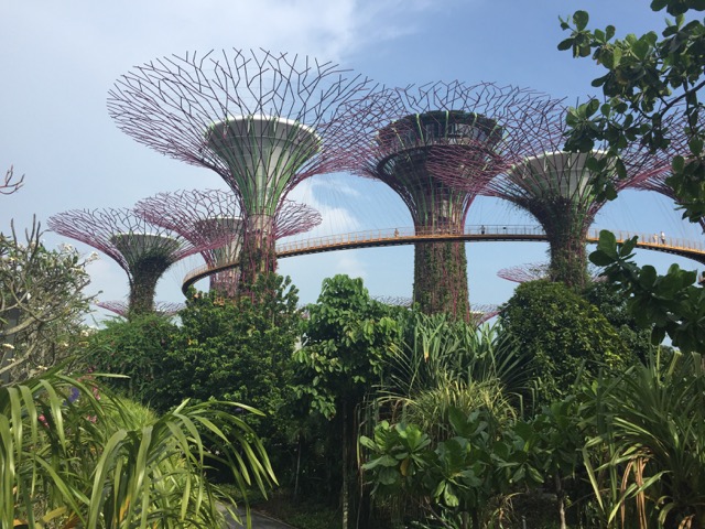 supertrees,singapore